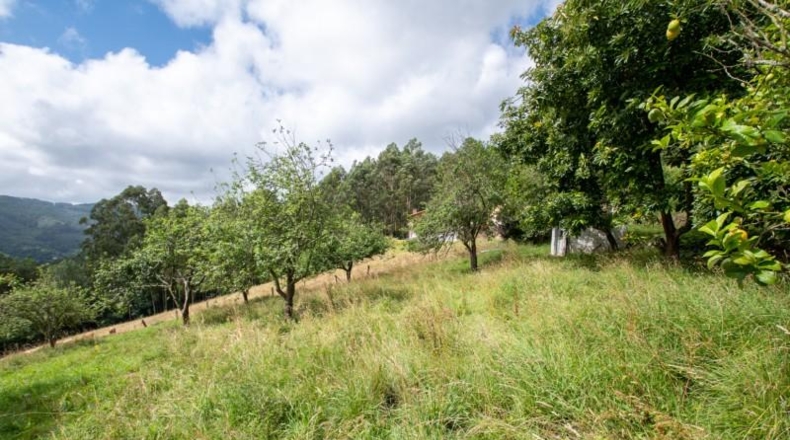 Asturias - Villaviciosa - 3900m2