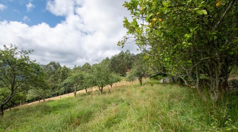 Asturias - Villaviciosa - 3900m2