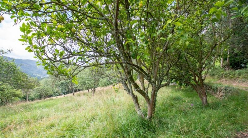 Asturias - Villaviciosa - 3900m2