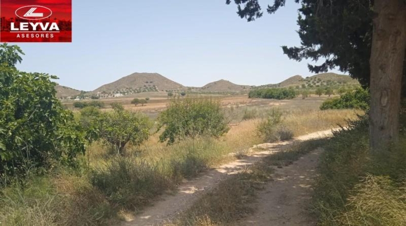 Murcia - Картахена - 1000m2