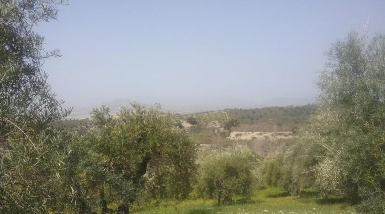 Granada - Granada - 21763m2