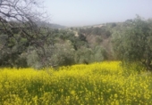 Non-developable land for sale on España, Granada, ref: TR325330 photo