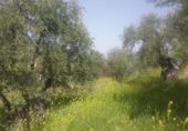Non-developable land for sale on España, Granada, ref: TR325330 photo