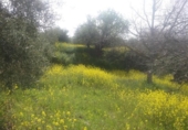 Non-developable land for sale on España, Granada, ref: TR325330 photo