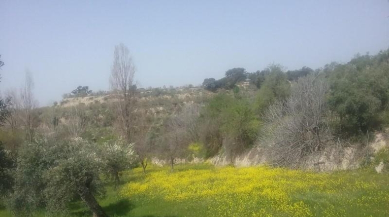Granada - Granada - 21763m2
