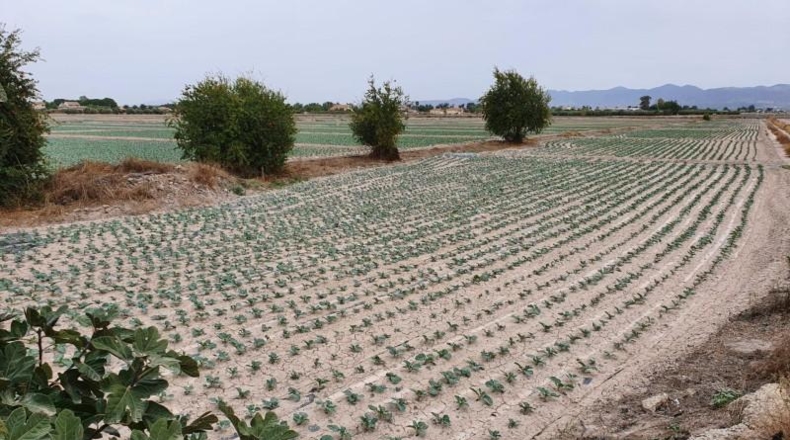 Murcia - Lorca - 5660m2