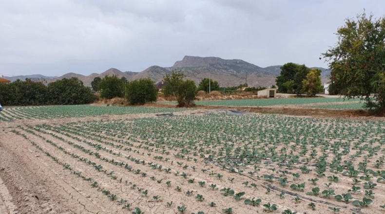 Murcia - Lorca - 5660m2