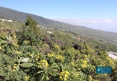 Non-developable land for sale on España, Mazo, ref: TR314597 photo
