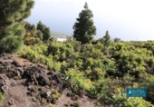 Non-developable land for sale on España, Mazo, ref: TR314597 photo