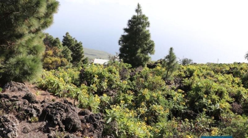 Santa Cruz de Tenerife - Poleal - 4939m2