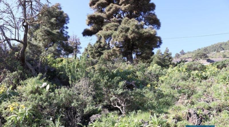 Santa Cruz de Tenerife - Poleal - 4939m2