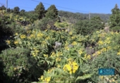 Non-developable land for sale on España, Mazo, ref: TR314597 photo