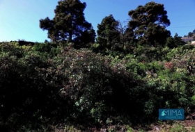 Mazo 4939&nbsp;m² 