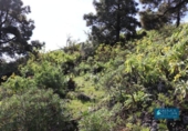 Non-developable land for sale on España, Mazo, ref: TR314597 photo