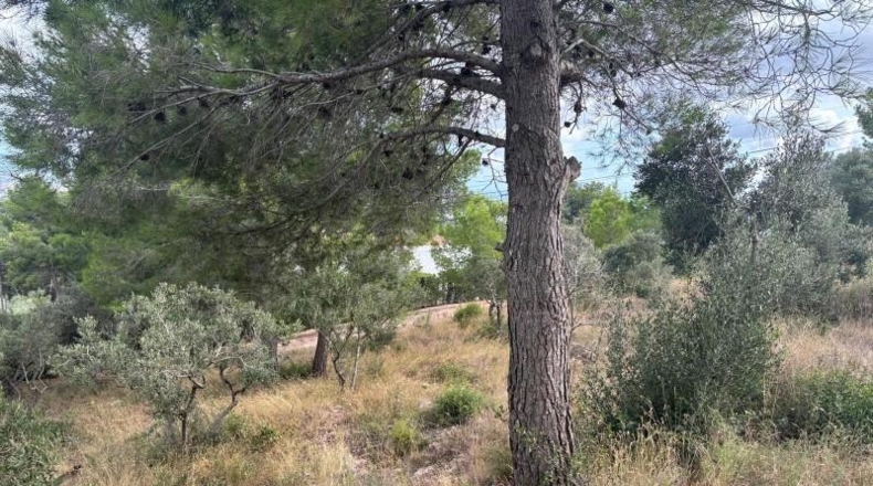 Tarragona - Castellvell del Camp - 1100m2