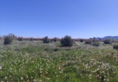 Terreny no urbanitzable en venda a la España, Caravaca de la Cruz, ref.: TR241182 foto