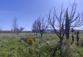 Terreny no urbanitzable en venda a la España, Caravaca de la Cruz, ref.: TR241182 foto
