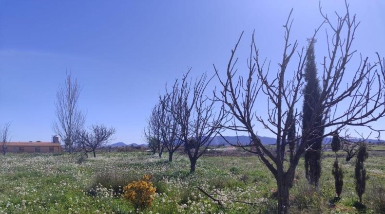 Murcia - Caravaca de la Cruz - 9600m2