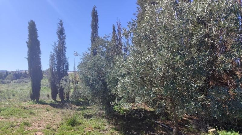 Murcia - Caravaca de la Cruz - 9600m2