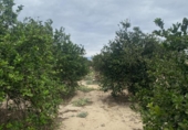 Land suitable for development for sale on España, Jacarilla, ref: TR218911 photo