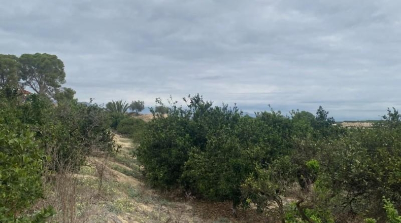 Alicante - Jacarilla - 1081m2