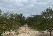 Land suitable for development for sale on España, Jacarilla, ref: TR218911 photo