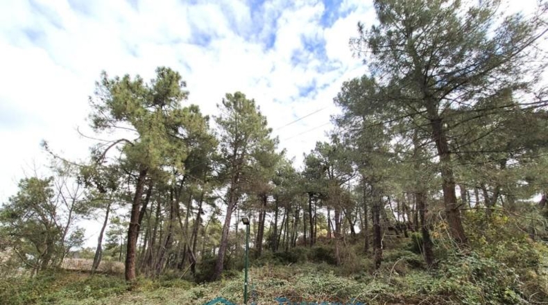 Community of Madrid - Cadalso de los Vidrios - 1901m2