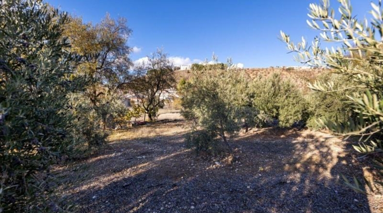 Granada - Iznalloz - 1658m2