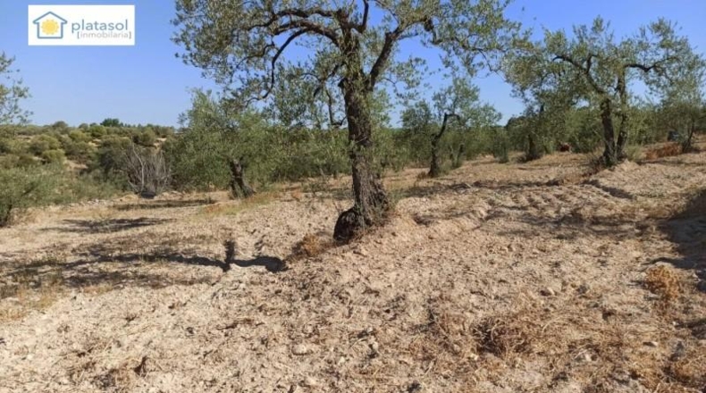 Sevilla - Gerena - 9900m2