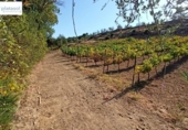 Non-developable land for sale on España, Gerena, ref: TR125969 photo