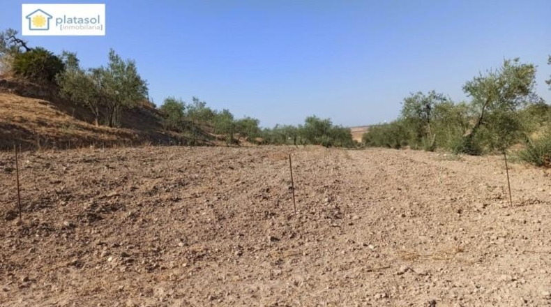 Sevilla - Gerena - 9900m2