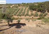 Non-developable land for sale on España, Gerena, ref: TR125969 photo