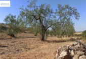 Non-developable land for sale on España, Gerena, ref: TR125969 photo