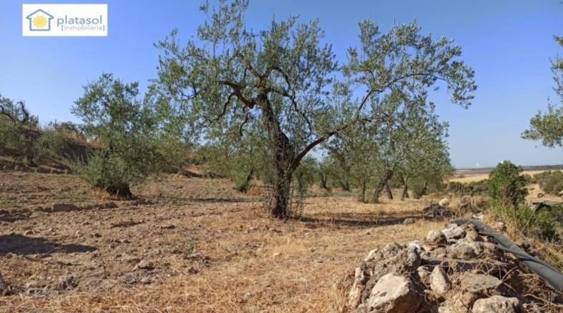 Sevilla - Gerena - 9900m2