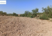 Non-developable land for sale on España, Gerena, ref: TR125969 photo