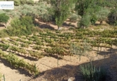 Non-developable land for sale on España, Gerena, ref: TR125969 photo