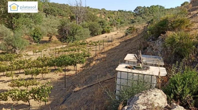 Sevilla - Gerena - 9900m2
