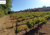Non-developable land for sale on España, Gerena, ref: TR125969 photo