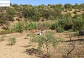Non-developable land for sale on España, Gerena, ref: TR125969 photo