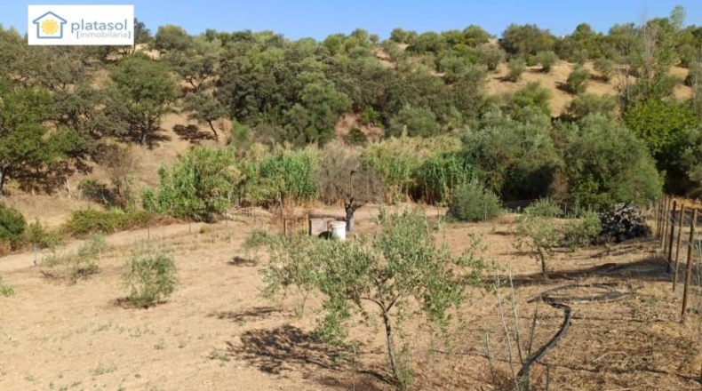 Sevilla - Gerena - 9900m2