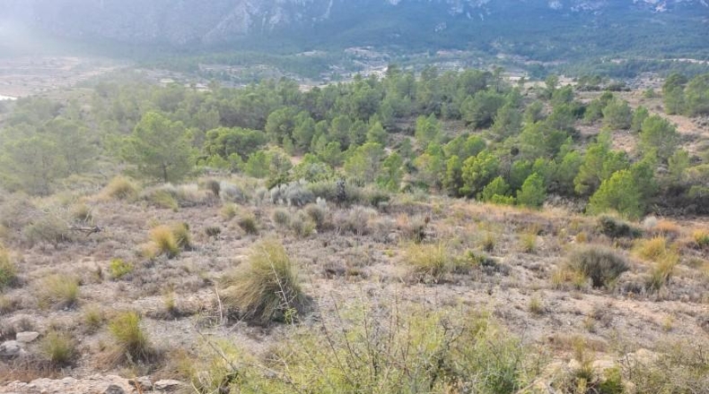 Alicante - la Romana - 33000m2