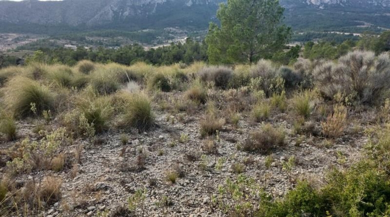 Alicante - la Romana - 33000m2