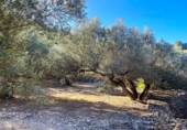 Terreno no urbanizable en venta en la España, el Perelló, ref: TR128115 foto