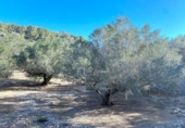 Terreno no urbanizable en venta en la España, el Perelló, ref: TR128115 foto