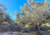 Terreno no urbanizable en venta en la España, el Perelló, ref: TR128115 foto