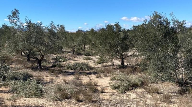Alicante - Monforte del Cid - 20878m2
