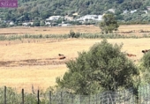 Terreny no urbanitzable en venda a la España, Vejer de la Frontera, ref.: TR131864 foto