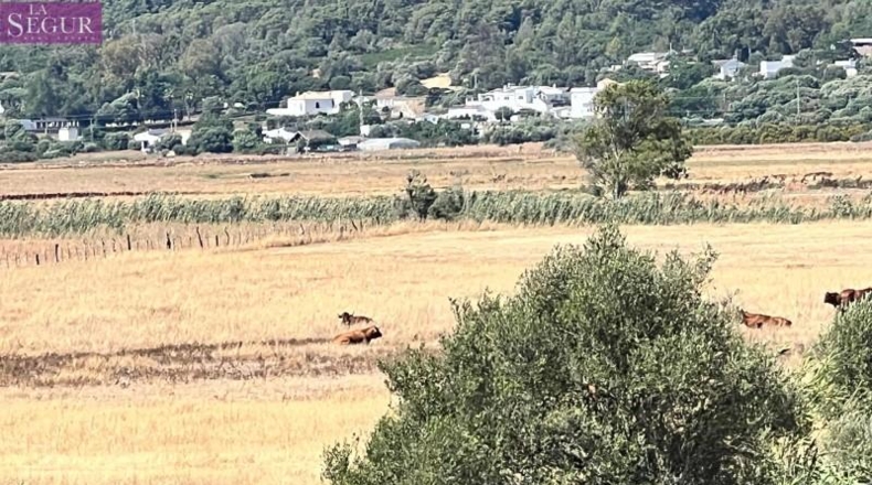 Cadiz - Vejer de la Frontera - 45000m2