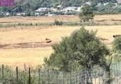 Terreny no urbanitzable en venda a la España, Vejer de la Frontera, ref.: TR131864 foto