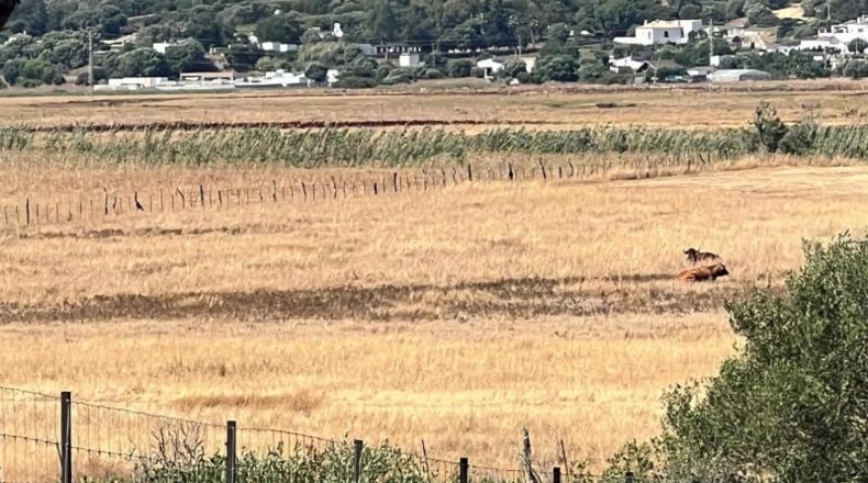 Cadiz - Vejer de la Frontera - 45000m2
